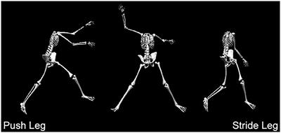 An Investigation of Bilateral Symmetry in Softball Pitchers According to Body Composition